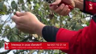 Fruitboom snoeien  tuintip Hartman Hoveniers [upl. by Erdnuaed]