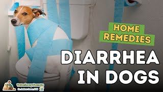 Diarrhea in Dogs How To Quickly Treat At Home [upl. by Norret]