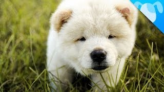 Chow Chow Facts [upl. by Katti]