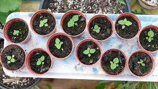 Growing Paulownia From Seed [upl. by Yokoyama]