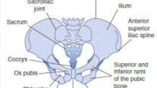 Gynecoid Pelvis Female Pelvis full Explanation Practical Examination [upl. by Bunow650]