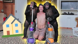 CHIMPANZEES LEARN HOW TO CLEAN A HOUSE [upl. by Aydidey]