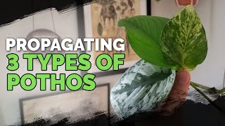 Propagating 3 Types of Pothos via Water Cuttings Foolproof Method 🌱 [upl. by Tarazi]