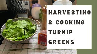 Harvesting amp Cooking Seven Top Turnip Greens  Nashville Organic Garden  Keto Friendly Recipe [upl. by Delanos464]