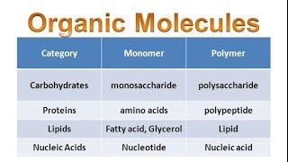 Organic Molecules amp Carbohydrates honors biology updated [upl. by Holms281]