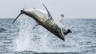 Flying Shark Great White Breaches Off South Africas Coast [upl. by Atima634]