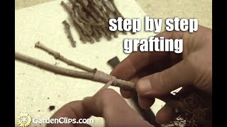 Plant Propagation by Grafting Part 1 step by step [upl. by Joletta]