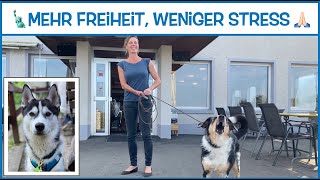 Hund bellen abgewöhnen Geht das [upl. by Neelahs]