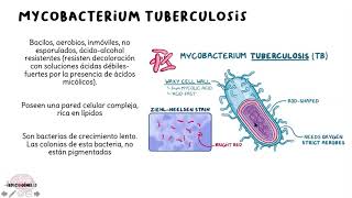 Mycobacterium tuberculosis [upl. by Deana808]