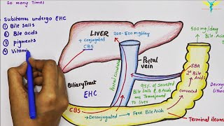 Enterohepatic Circulation of Bile Acids [upl. by Ainecey]