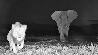 Elephant Chases Lion Into Camera [upl. by Asha]