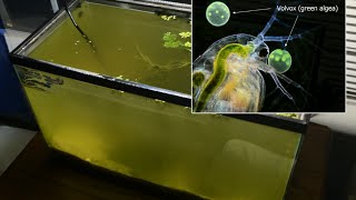 Raising Daphnia for the Freshwater Aquarium [upl. by Annayi691]