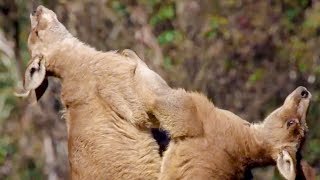 Best of Australian Animals  Top 5  BBC Earth [upl. by Malkin]