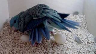 Lineolated Parakeet hen seen laying an egg [upl. by Ellenad767]