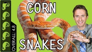 Corn Snake The Best Pet Reptile [upl. by Meave]