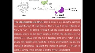 Protein Quantification using BCA method [upl. by Pharaoh]