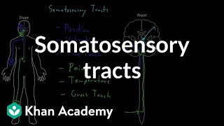 Somatosensory tracts  Organ Systems  MCAT  Khan Academy [upl. by Konyn]