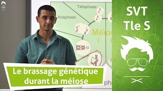 SVT Terminale  Le brassage génétique durant la Méiose [upl. by Cocks]