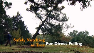 How to Safely Notch a Tree for Direct Felling [upl. by Padriac120]