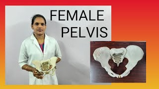 Summary about Female Pelvis  Nishas Nursing Education  VLOG 2 [upl. by Hannahs]