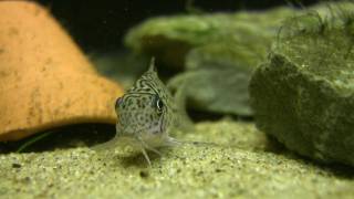 Corydoras Trilineatus  The leopard cory [upl. by Lux]