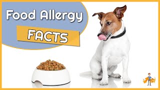 Food Allergy in Dogs Causes Diagnosis and Treatment [upl. by Nisa340]