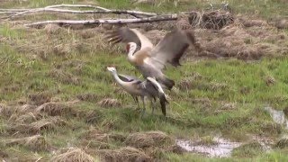 Sandhill Crane Mating [upl. by Worrell]