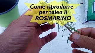 RIPRODURRE PER TALEA IL ROSMARINO [upl. by Ahsimal80]