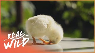 Most Playful Farm Animals  Baby Animals In Our World  Real Wild [upl. by Ulund]