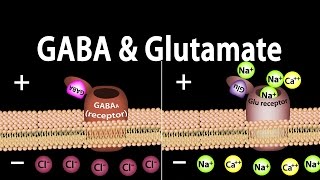 Neuroscience Basics GABA and Glutamate Animation [upl. by John]