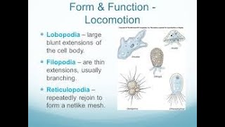 Subphylum Sarcodina  Types of Pseudopodia [upl. by Doughty]