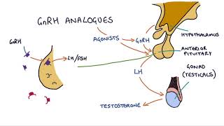 How do GnRH analogues work Zoladex Prostap and other GnRH analogues [upl. by Eceirtal207]