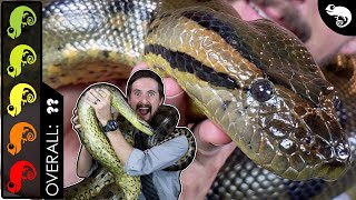 Green Anaconda The Best Pet Snake [upl. by Dorwin]