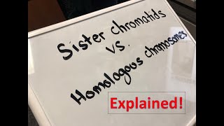 Homologous Chromosomes vs Sister Chromatids Explained [upl. by Elocin]