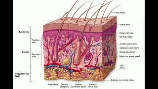 The Integumentary System  The Dermis amp Hypodermis [upl. by Schild]