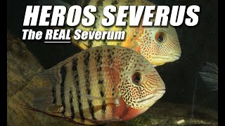 Species Spotlight  Heros Severus Severum [upl. by Hubie568]