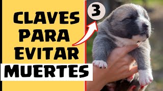 🛑Como Cuidar CACHORROS de 1 MES ⏩Las  3  CLAVES de Como CUIDAR CACHORROS Correctamente✅ [upl. by Daiz]