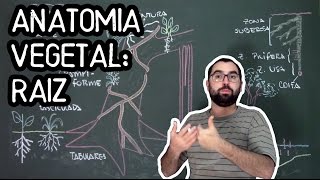 Organologia da Raiz Anatomia  Aula 15 Botânica Prof Guilherme [upl. by Fields36]