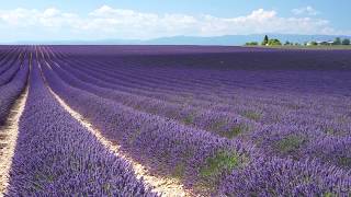 doTERRA® Lavender Oil Uses and Benefits [upl. by Cott]