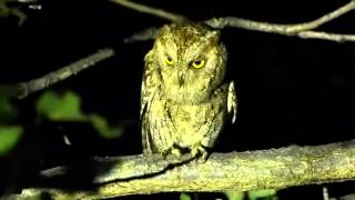 Scops owl [upl. by Anilok549]