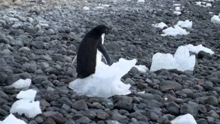 Voice of Adelie penguin [upl. by Scully]