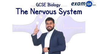 The Nervous System  GCSE Biology [upl. by Weinberg]