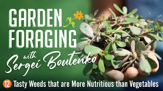 Garden Foraging 12 Tasty Weeds that are More Nutritious than Vegetables [upl. by Wilen730]