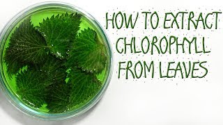 HOW TO EXTRACT CHLOROPHYLL FROM LEAVES [upl. by Nnawaj892]