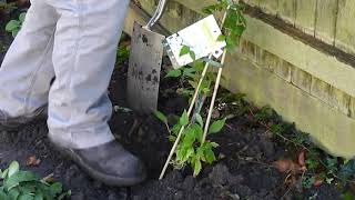 How to Plant a Clematis [upl. by Llenra]