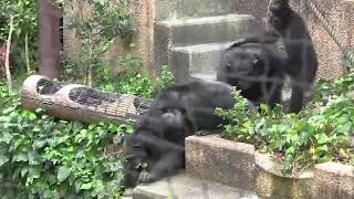 Chimpanzee Abuse Warning Graphic amp Satisfying [upl. by Ardeha]