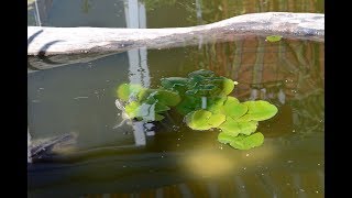 Teich für Wasserschildkröte SELBST GEMACHT [upl. by Fianna]