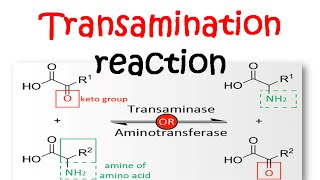 Transamination reaction mechanism [upl. by Shig]