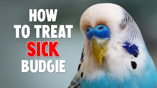 How to Help a Sick Budgie [upl. by Atteroc]