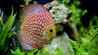 Top 7 Ideas for Your 75 Gallon Aquarium [upl. by Anaej72]